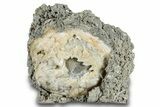 Fossil Clam (Mercenaria) - Rucks Pit, FL #280497-1